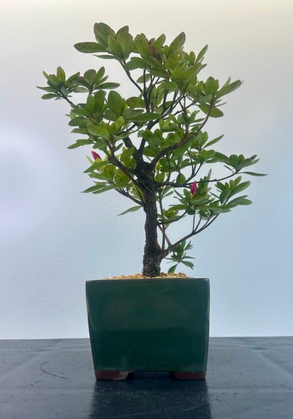 a beautiful Satsuki Azalea Bonsai tree in a old Chinese Yixing bonsai pot. perfect for gifts with its seasonal flowers for Sale