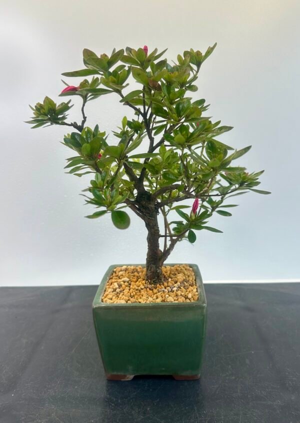 a beautiful Satsuki Azalea Bonsai tree in a old Chinese Yixing bonsai pot. perfect for gifts with its seasonal flowers for Sale