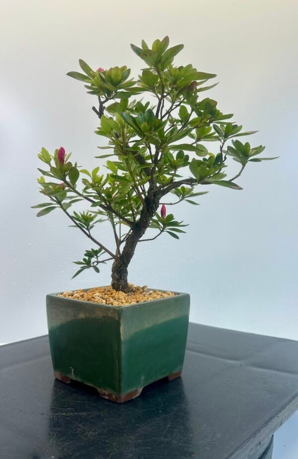 a beautiful Satsuki Azalea Bonsai tree in a old Chinese Yixing bonsai pot. perfect for gifts with its seasonal flowers for Sale