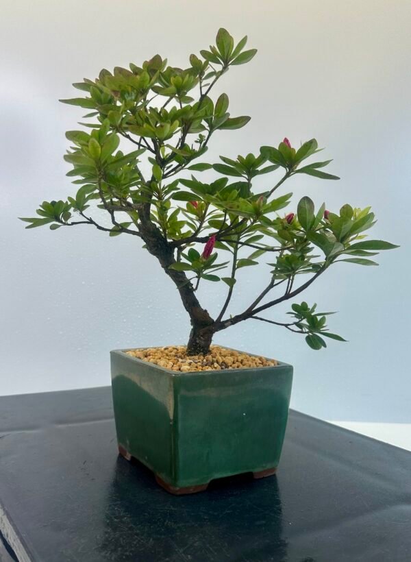 a beautiful Satsuki Azalea Bonsai tree in a old Chinese Yixing bonsai pot. perfect for gifts with its seasonal flowers for Sale