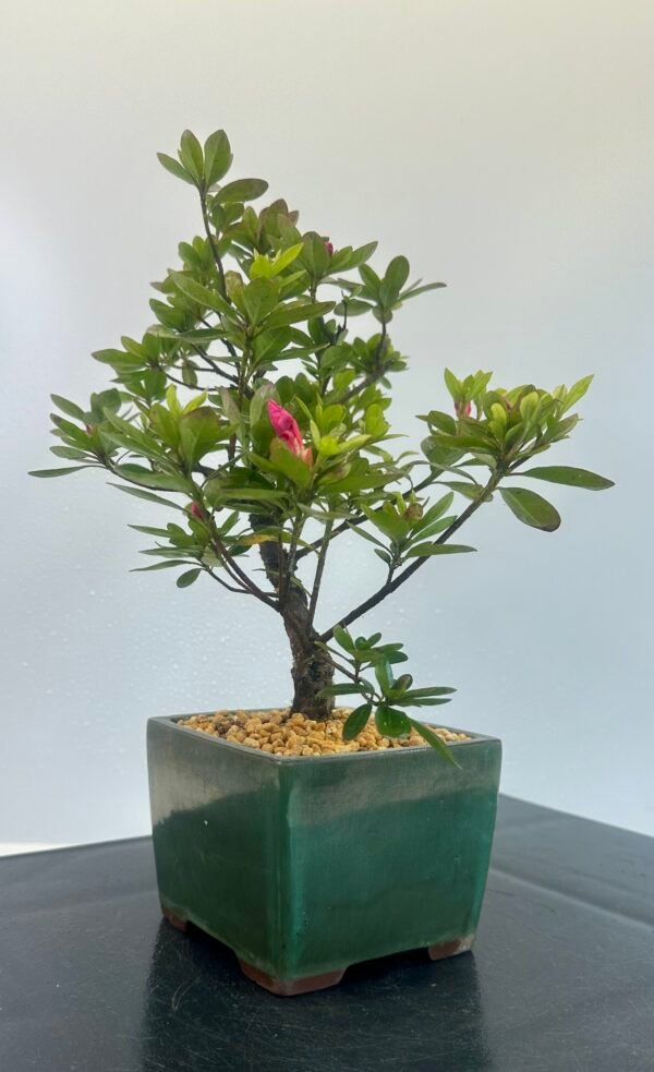 a beautiful Satsuki Azalea Bonsai tree in a old Chinese Yixing bonsai pot. perfect for gifts with its seasonal flowers for Sale