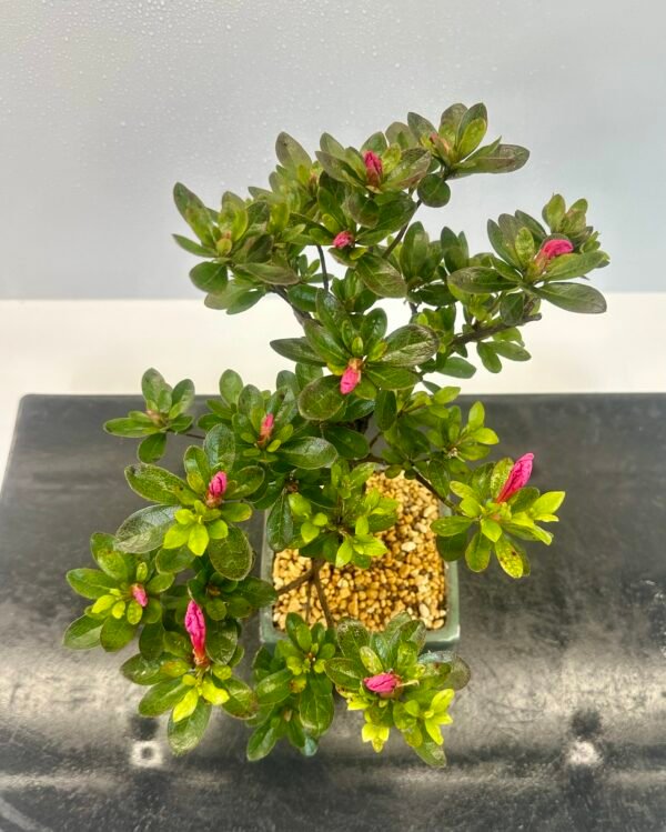 a beautiful Satsuki Azalea Bonsai tree in a old Chinese Yixing bonsai pot. perfect for gifts with its seasonal flowers for Sale