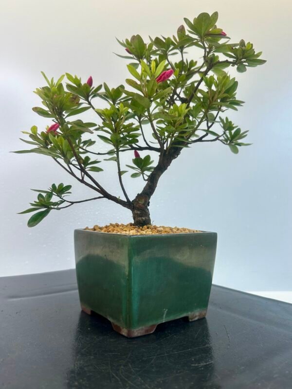 a beautiful Satsuki Azalea Bonsai tree in a old Chinese Yixing bonsai pot. perfect for gifts with its seasonal flowers for Sale