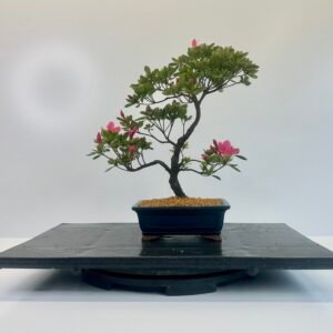 A beautiful elegant Satsuki azalea bonsai tree planted in a nice blue glazed bonsai pot showing nice pink flowers.