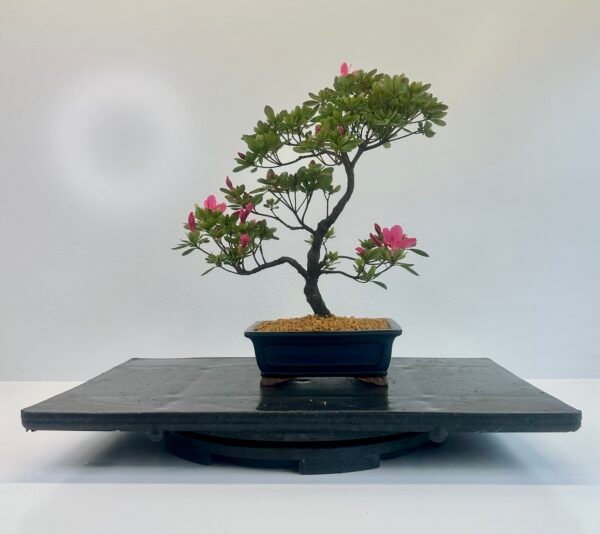 A beautiful elegant Satsuki azalea bonsai tree planted in a nice blue glazed bonsai pot showing nice pink flowers.