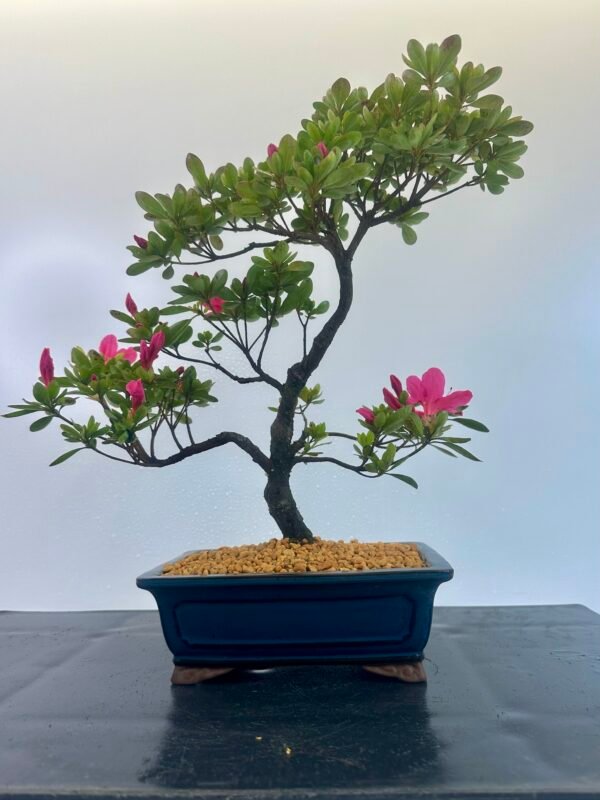 Satsuki Azalea Bonsai Tree - Image 3