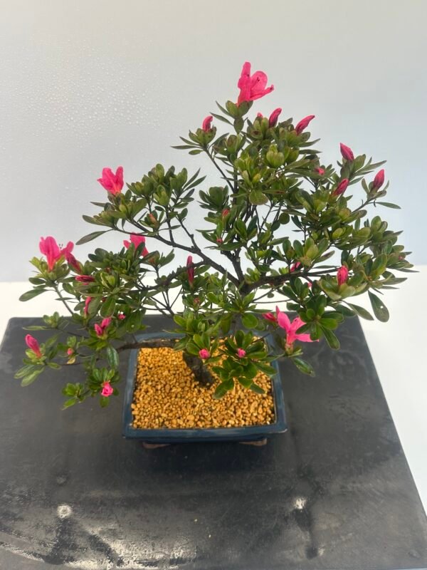 Satsuki Azalea Bonsai Tree - Image 5