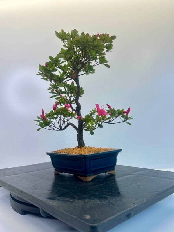 Satsuki Azalea Bonsai Tree - Image 4