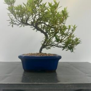 beautiful; Satsuki Azalea bonsai tree in glazed pot perfect for gifts that offers seasonal colours