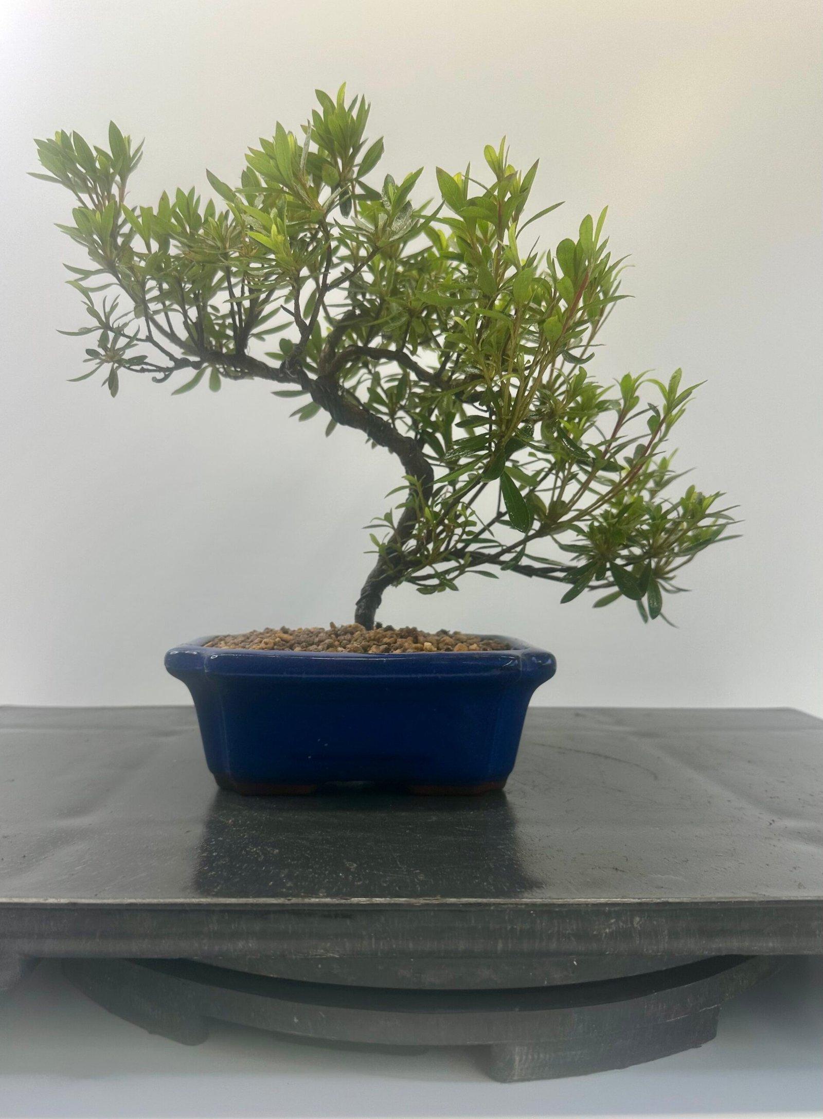 beautiful; Satsuki Azalea bonsai tree in glazed pot perfect for gifts that offers seasonal colours